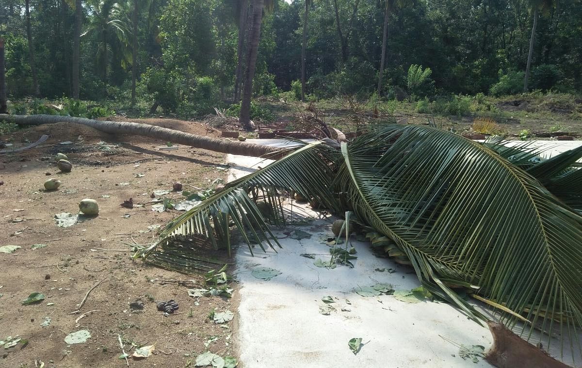 A coconut tree was uprooted following heavy rain at Chatkalpade near Hebri in Udupi district.