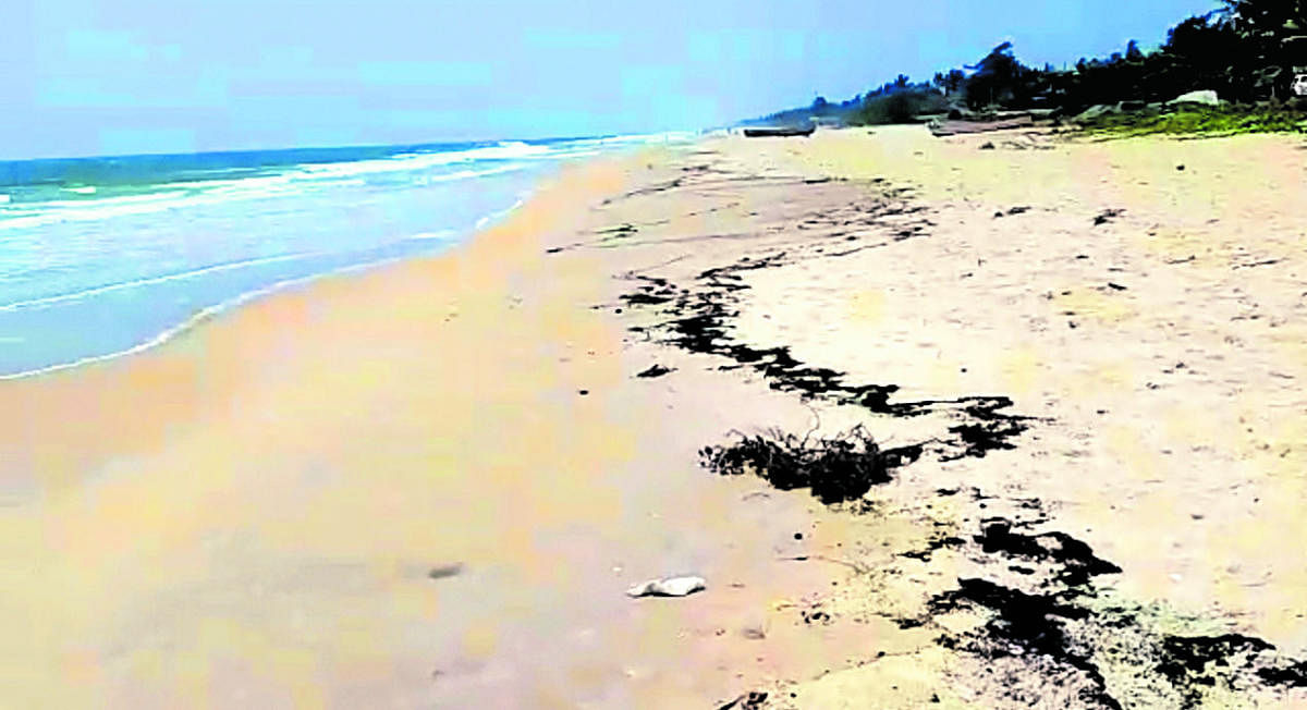Tar globules spread on Panambur beach in Mangaluru.