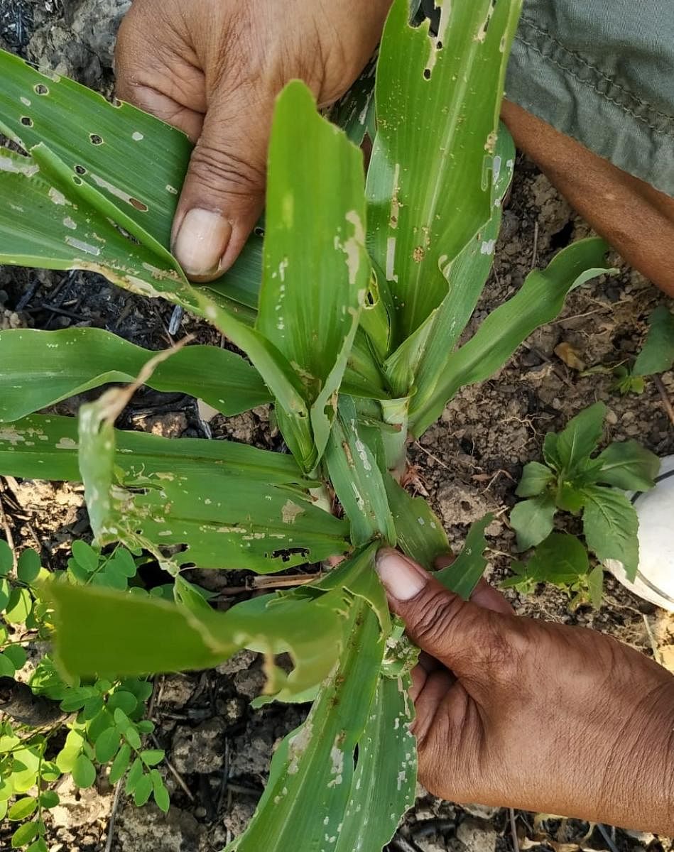 Damaged maize plants in fall army-worm attack in Mizoram. Photos by J. Lalsianliana