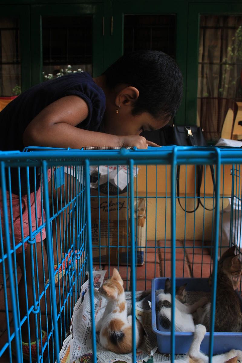 A child looks curiously at a puppy at the adoption drive organised by Animal Care Trust.