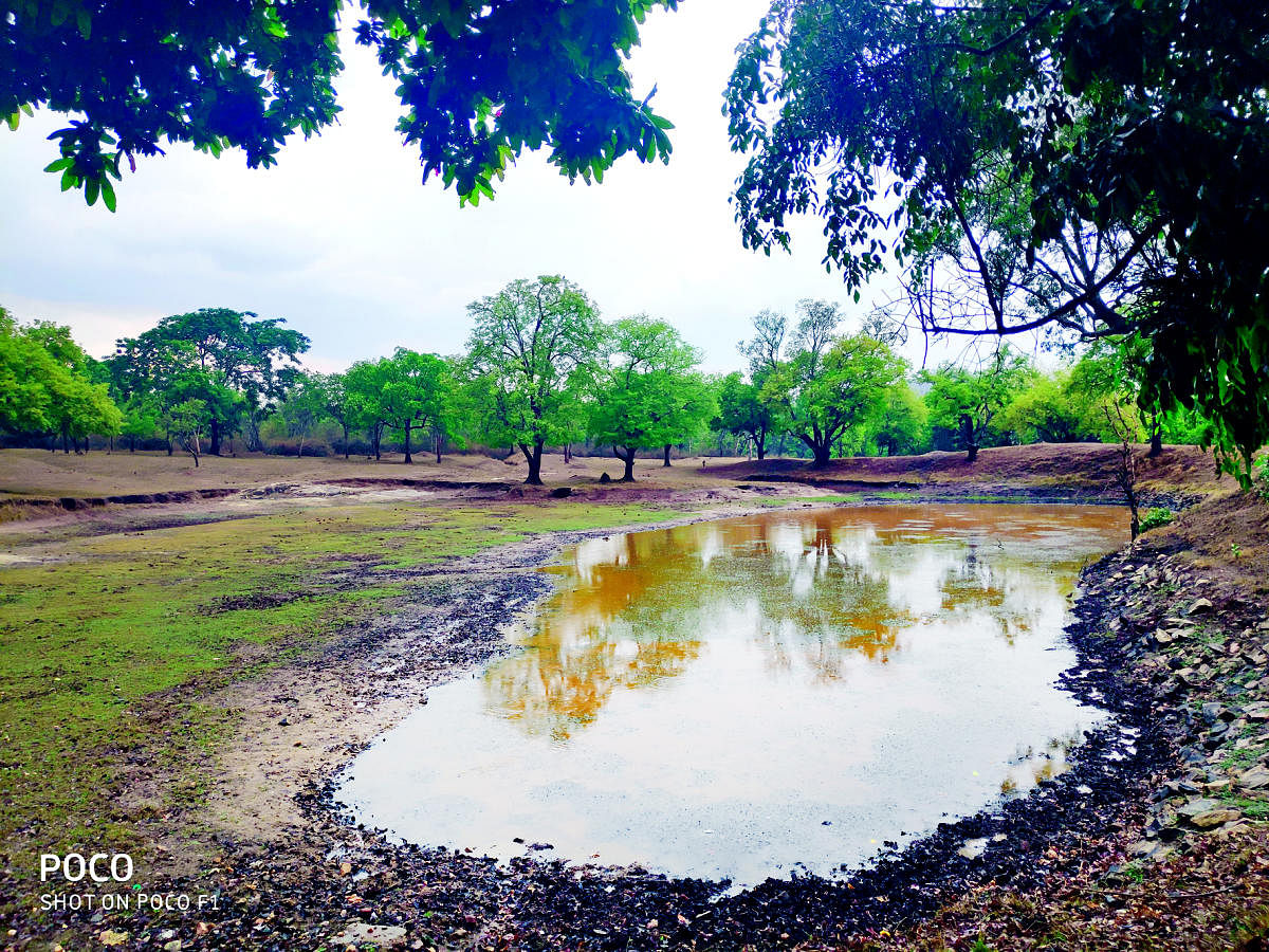 Good spells of showers in the recent past have injected life into ponds in the forests in Bandipur, Nagarahole Biligirirangana Betta tiger reserves. PHOTO BY SPECIAL ARRANGEMENT