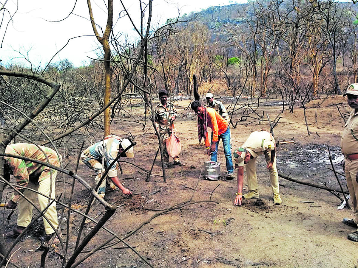 Forest department personnel sow seeds in a fire-hit region on Gopalaswamy Hill. DH Photo