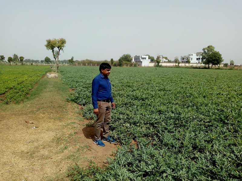 Farmer Fulchand Kachchawa at his farm in Deesa town. (DH Photo/Satish Jha)