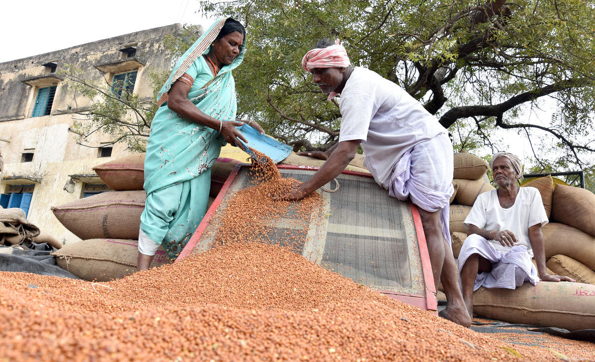 The open market price of tur is about Rs 72 per kg. The state government supplies the pulse to 1.04 crore BPL families at a subsidised price of Rs 38 per kg. DH File Photo