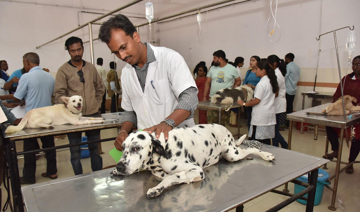 Doctors attend to dogs at the Veterinary College Hospital at Hebbal. DH Photos/Janardhan B K