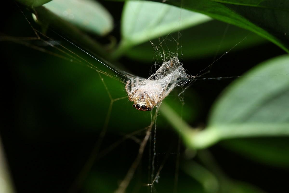 Salticid spider on a web. abhijith APC