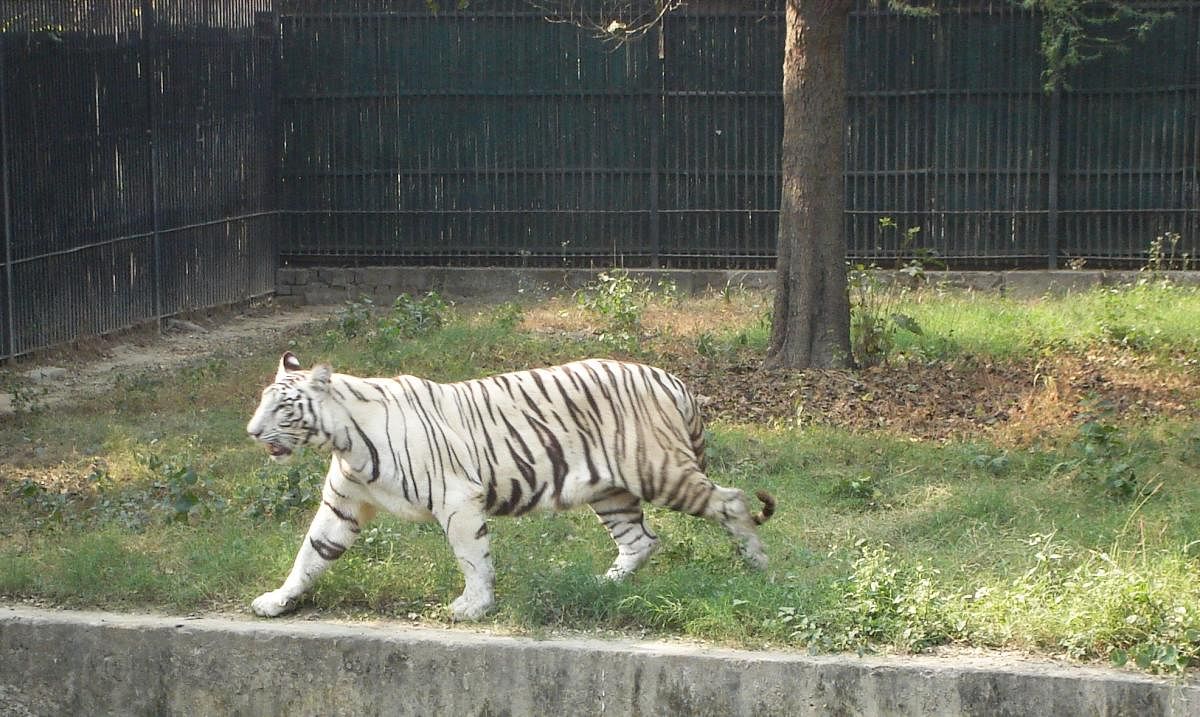 Bajirao was born at the SGNP in 2001 to Renuka and Sidharth. He was the last surviving white tiger in the park, it said. File photo