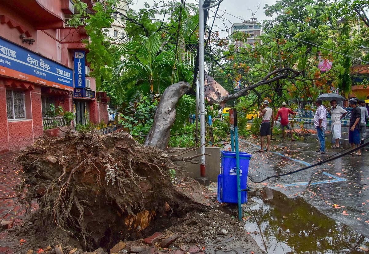 A tree seen uprooted as Cyclone Fani makes landfall in Kolkata. PTI