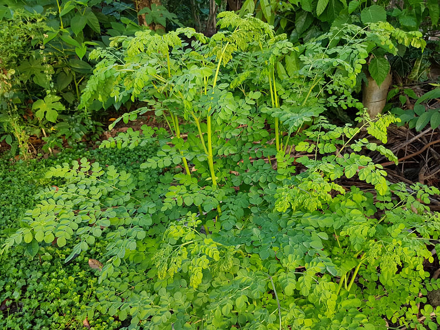Moringa plant. Picture credit: commons.wikimedia.org/ Obsidian Soul