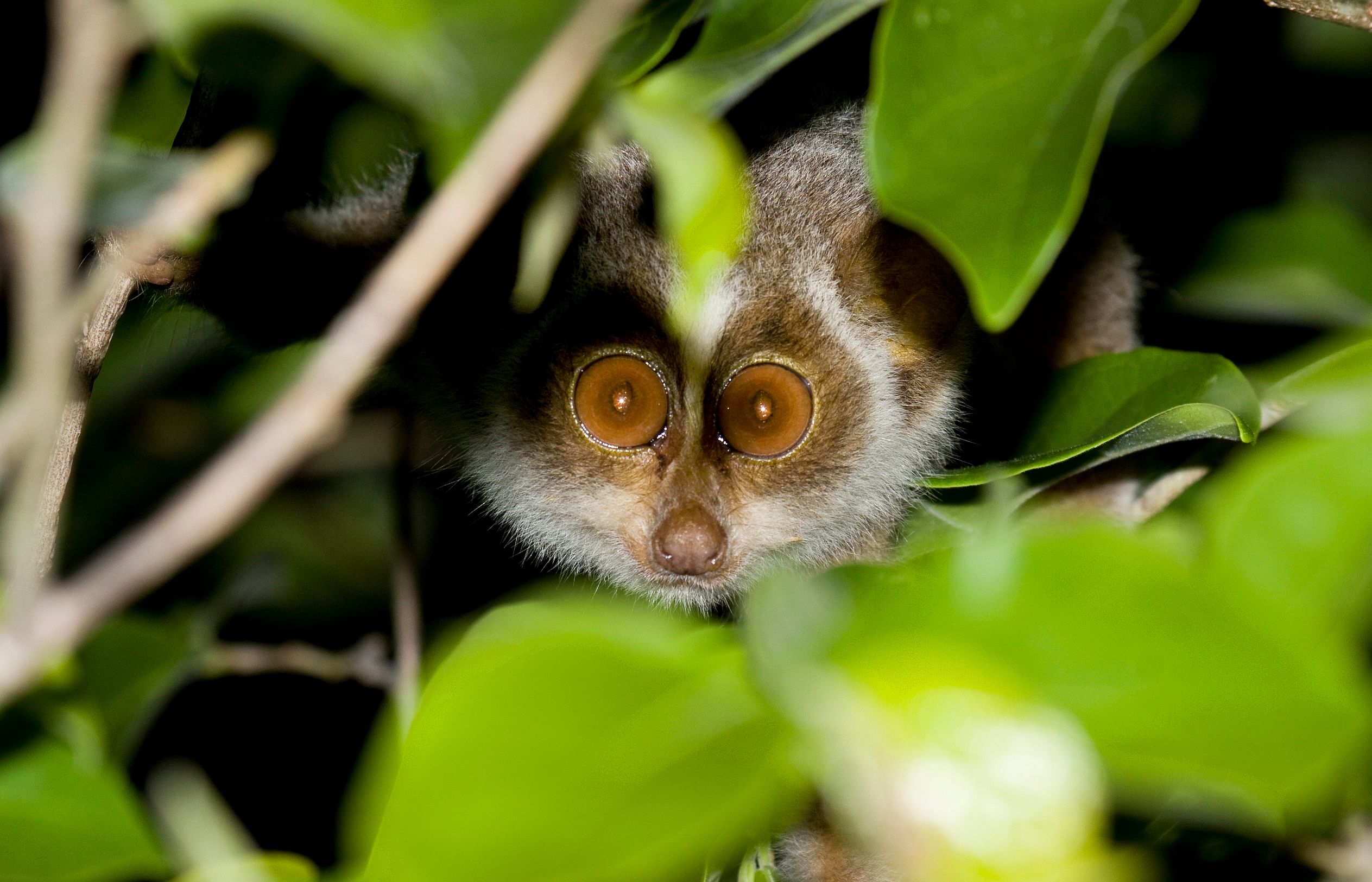 The forward set eyes of the loris surely leave an impression if one is to come face-to-face with the animal, which hardly ever occurs in the natural setting. PHOTO COURTESY: N A NASEER
