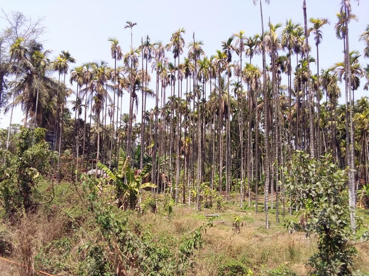 Arecanut trees that are withering in Puttur.
