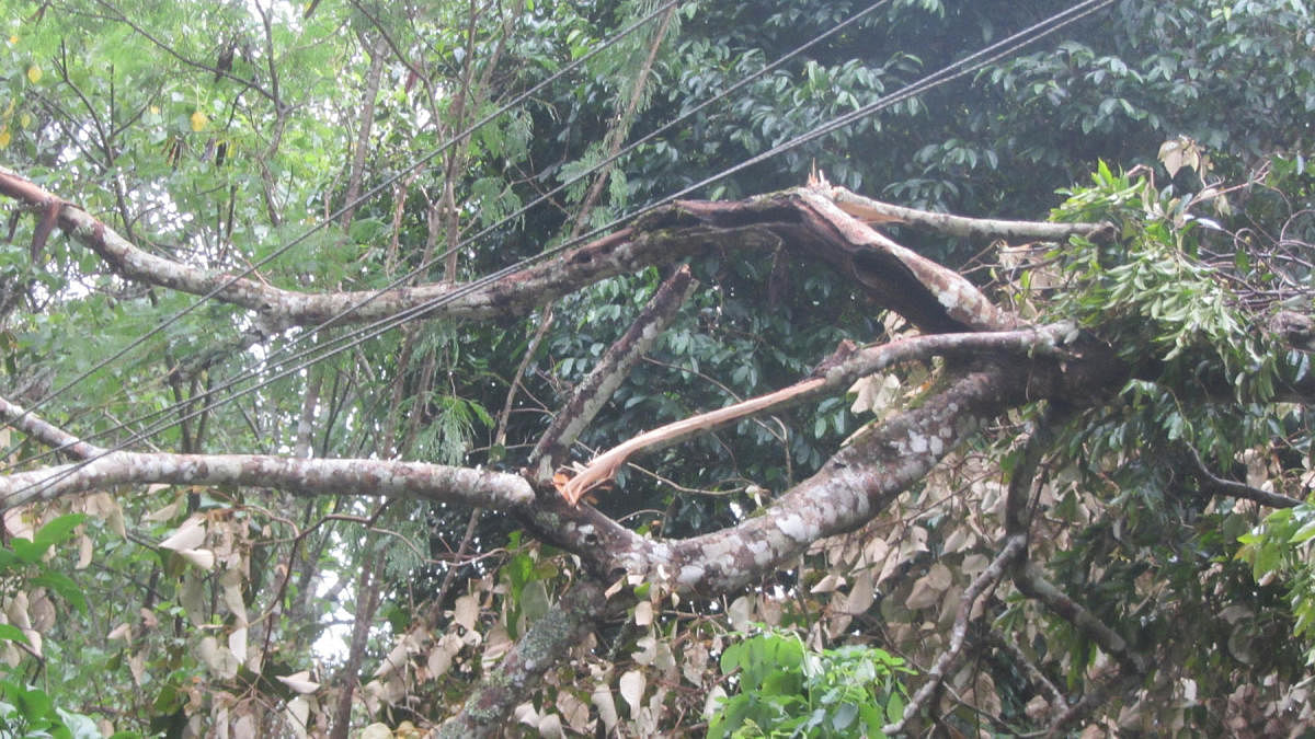 The power supply was disrupted after branches of a tree fell on an electricity wire in Bethu village near Napoklu on Monday.
