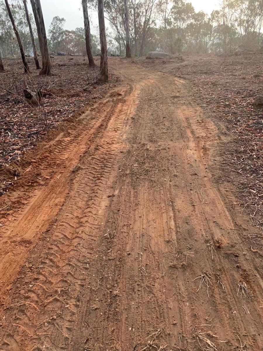 The patrolling pathway inside the Turahalli forest. 