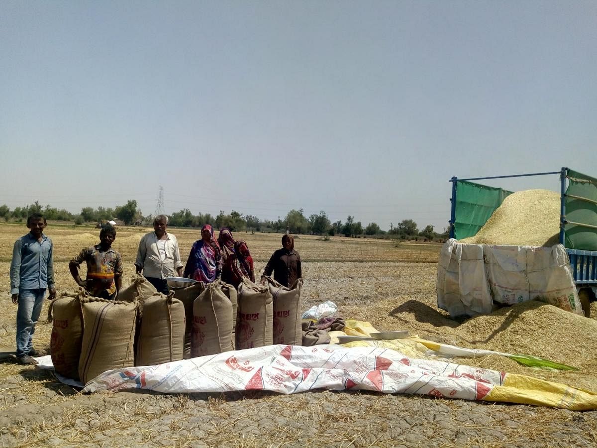 Farmers in Mehsana.