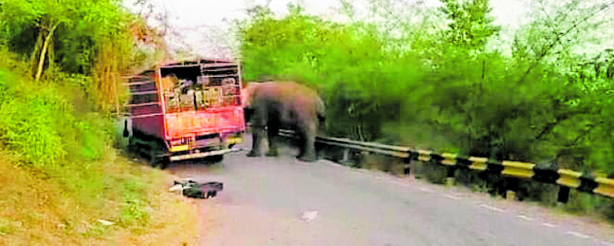 A video clip of an elephant approaching a tempo on Shantaveri Ghat has gone viral on social media.