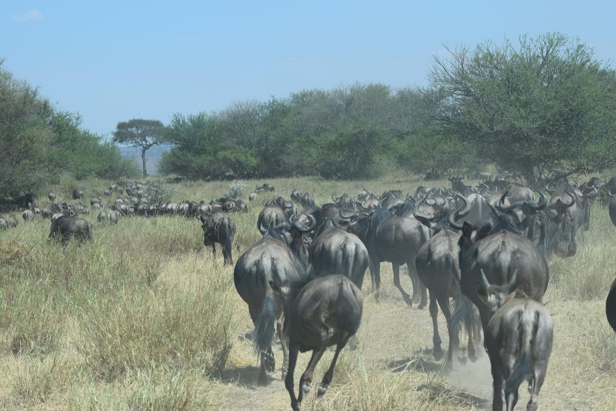 Wildebeest migrating from Serengeti in Tanzania to Kenya PHOTOS BY AUTHOR