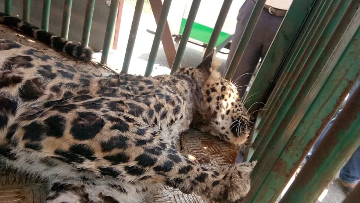 The leopard captured by the forest department at Kyathanahalli, HD Kote taluk, died while being shifted to the Mysuru Zoo on Friday.