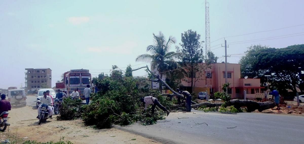 A tree was felled in front of the police station on T H Road in Ajjampura.