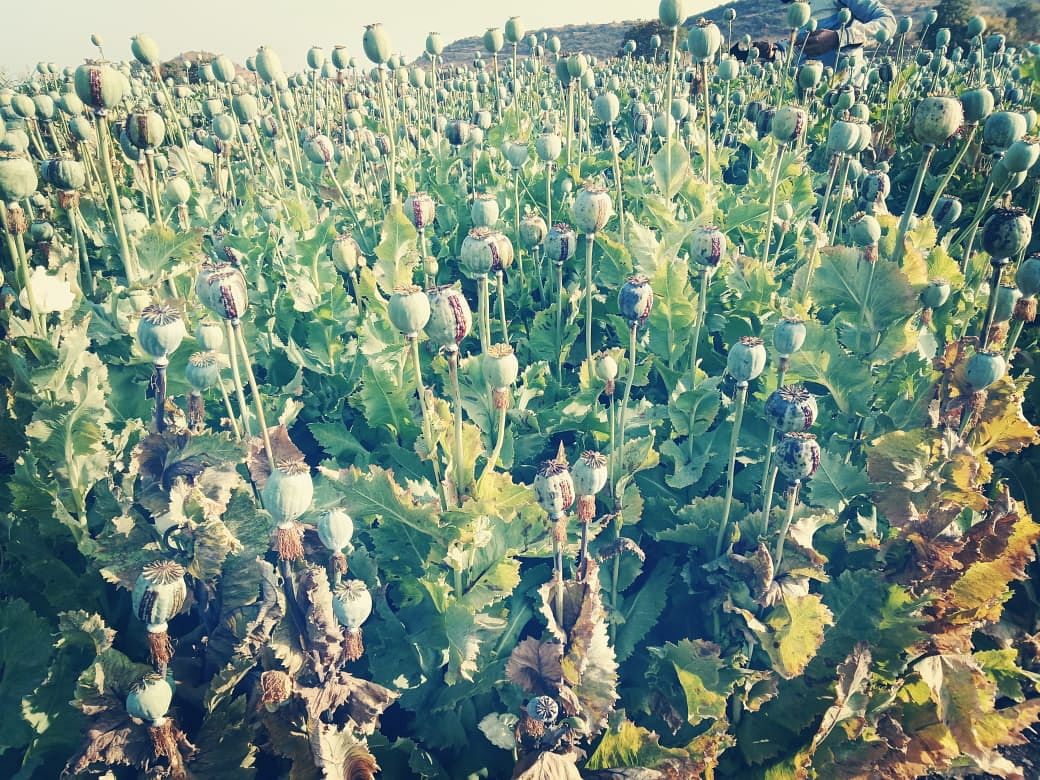 A photo of opium farm in Mandsaur (File photo)