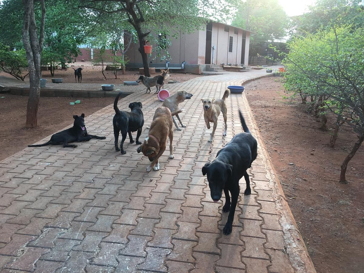 After drawing flak over the dog menace in Bengaluru, the Bruhat Bengaluru Mahanagara Palike (BBMP) will take up the much delayed canine census. And to rule out any errors, the BBMP will adopt scientific methods like face and skin recognition tools in the