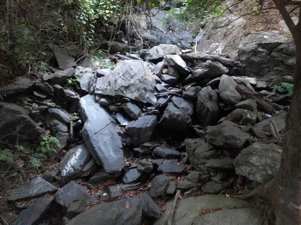 A dried up source of water inside Kudremukh National Park in Kalasa.