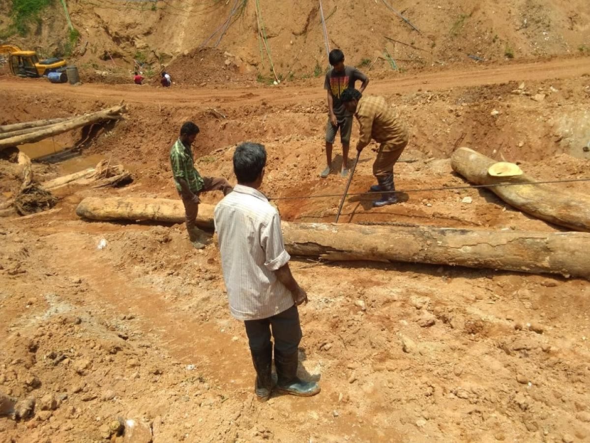 The trees that were washed away during the floods last year, are being cleared by the forest department at Madenadu in Madikeri taluk.