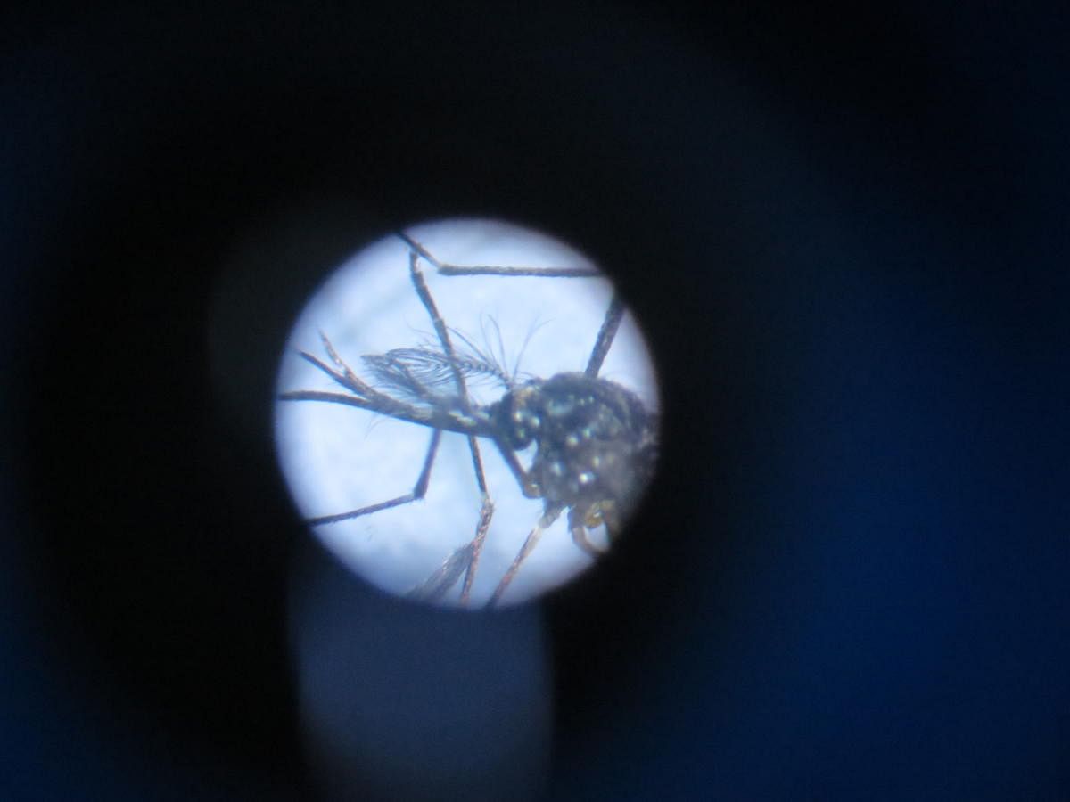 An Aedes aegypti mosquito under the microscope at the Bangalore Medical College