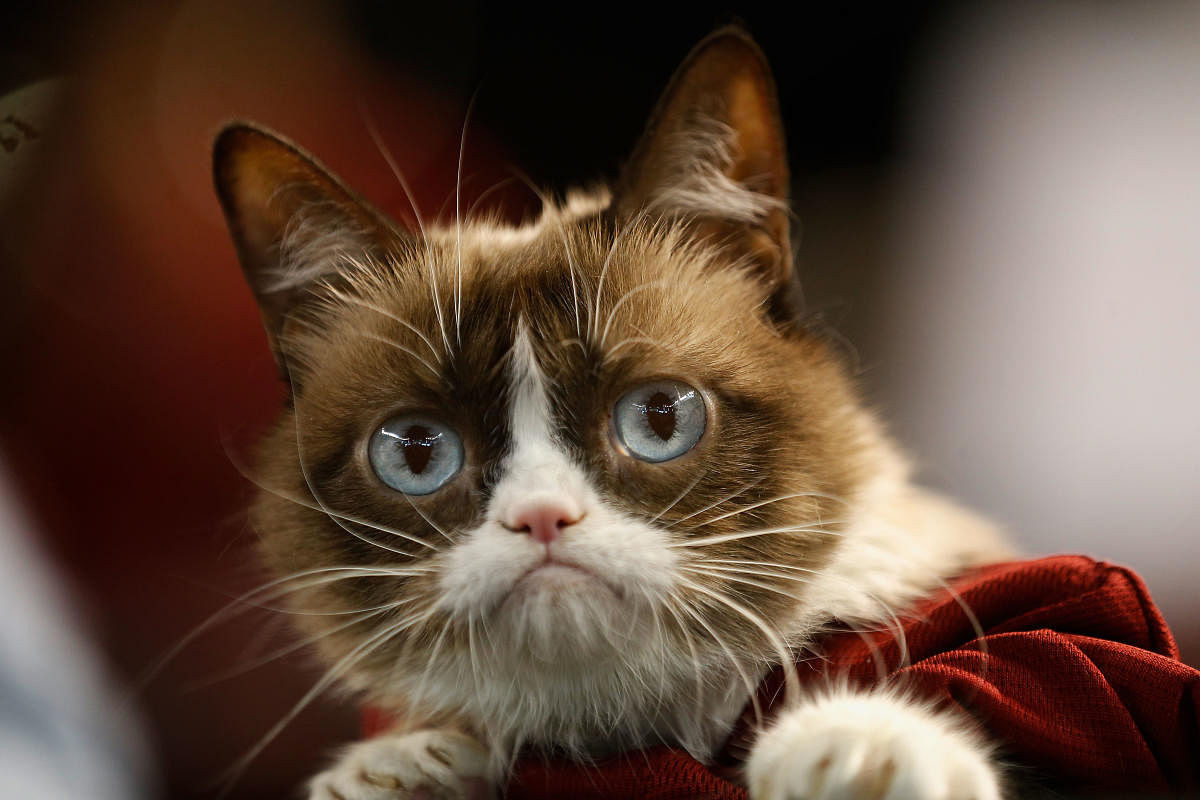 In this file photo taken on September 7, 2015, Grumpy Cat attends the MLB game between the Arizona Diamondbacks and the San Francisco Giants at Chase Field in Phoenix, Arizona. (AFP File Photo)