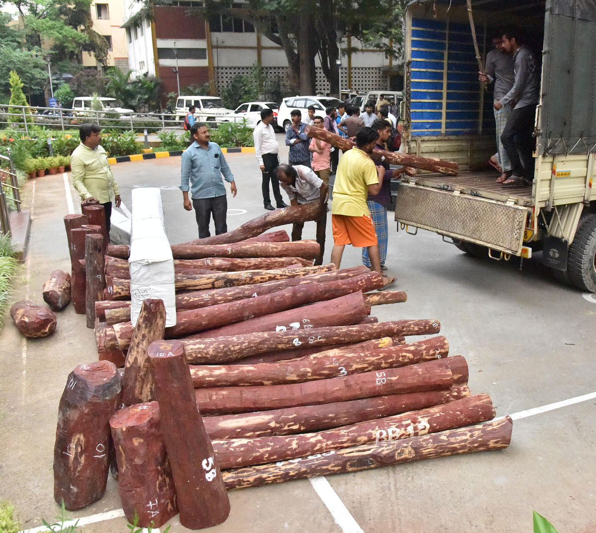 CCB chief Alok Kumar inspects the confiscated red sanders at the police commissioner’s office on Saturday. 