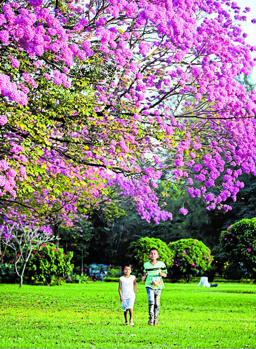 Medium and large parks have a wider tree distribution compared to smaller parks. DH FILE PHOTO