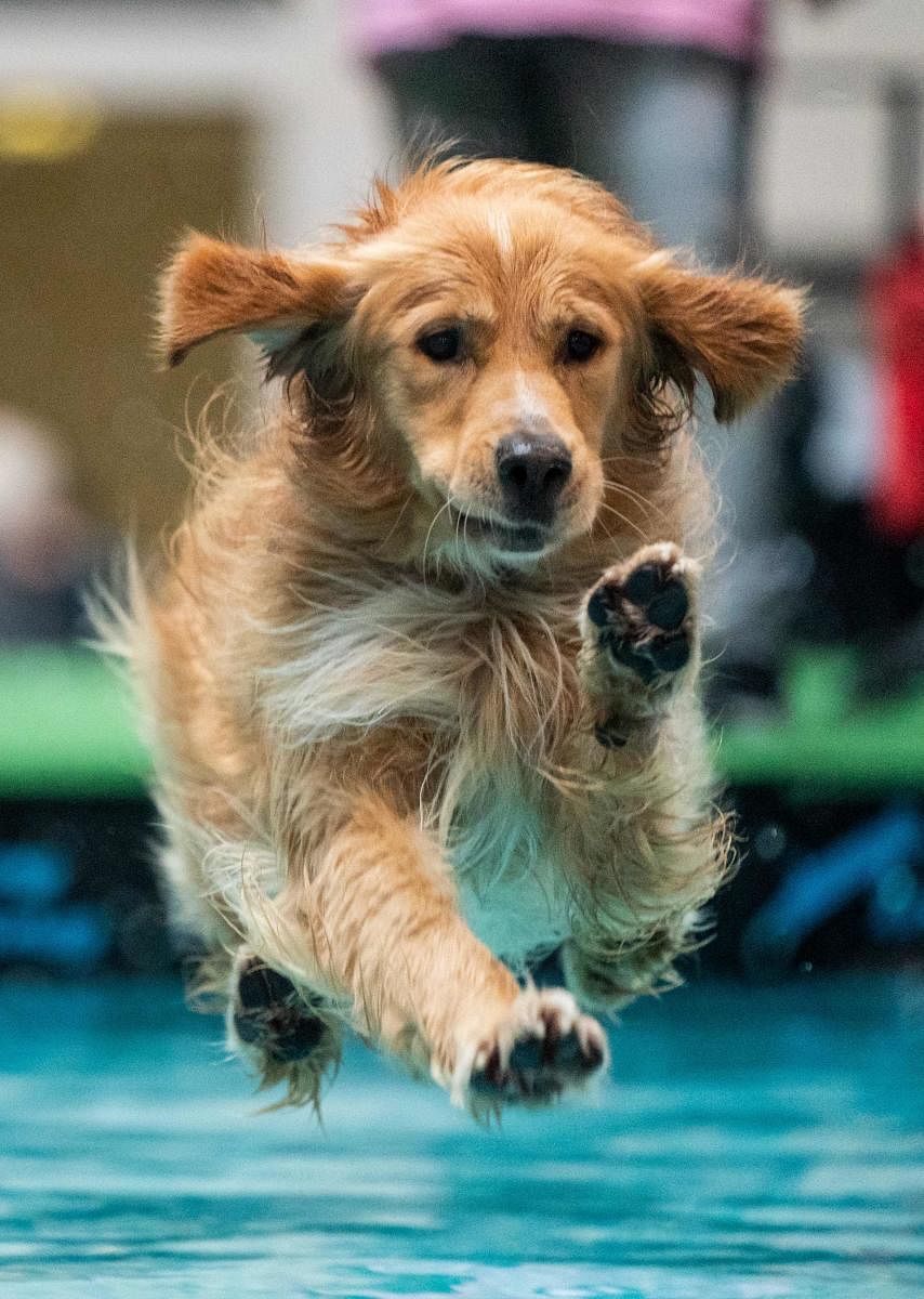 Golden Retriever dog "Balou"(Photo AFP)