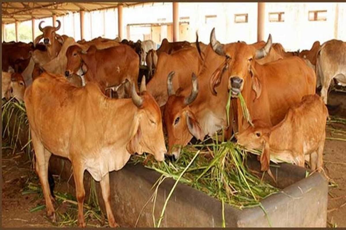 The results of the study suggest that cows in these shelters suffer chronic stress due to the health and management issues such as old age, low-quality feeding practices, less area per cow, improper flooring and cleanliness.