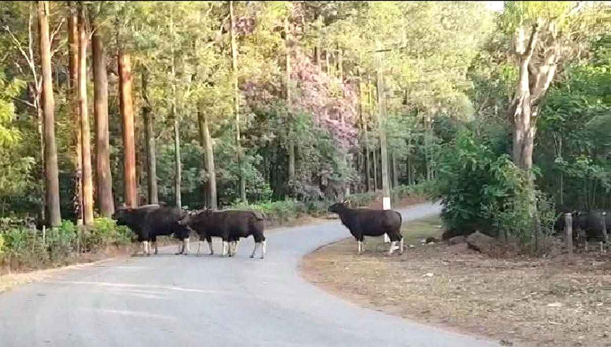 A bison herd crosses the road in N R Pura taluk.