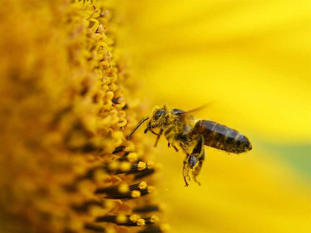 The report says that India has as many as 35 lakh bee colonies, a greater than 5x increase from 2005-2006, and the country currently has over 9000 people registered in the apiary business.