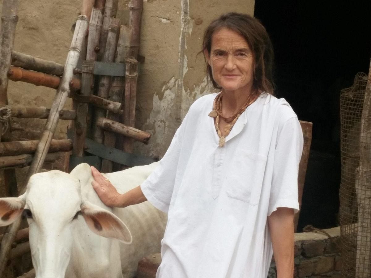 Mathura: German-national Friederike, who takes care of about 1200 cows and calves, mostly injured, sick and abandoned, in Radha Kund, Mathura. (PTI Photo)