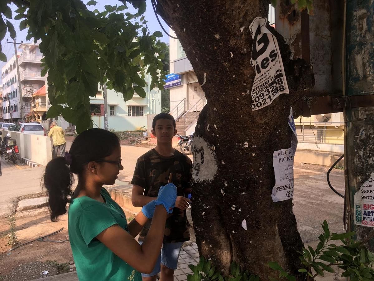 An ongoing tree census by Whitefield Rising has documented 500-plus trees so far only across the roads. 