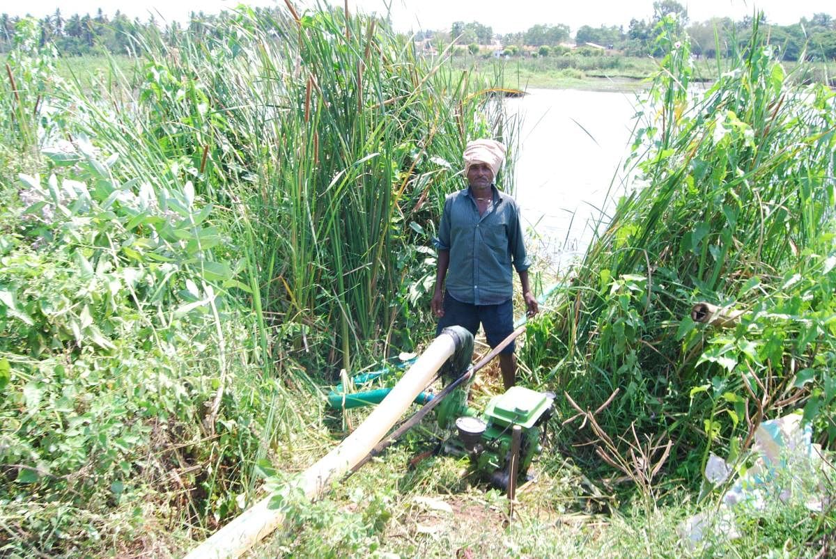 A farmer pumps water from a lake to save his paddy crop at Ummadahalli, in Mandya taluk.