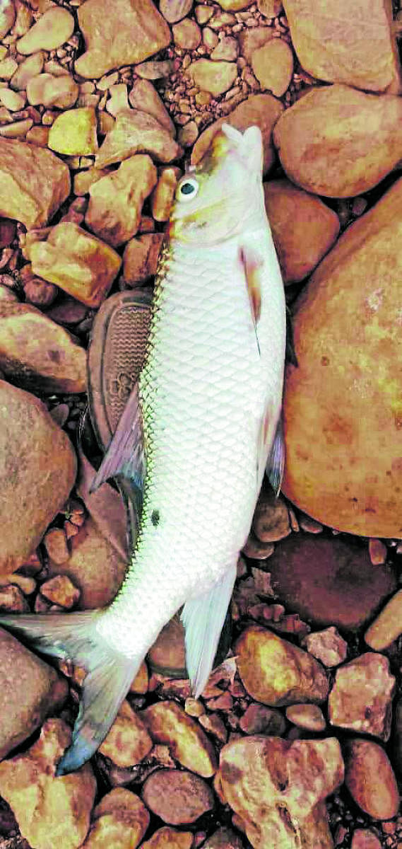 A fish found dead in River Sauparnika in Kollur.