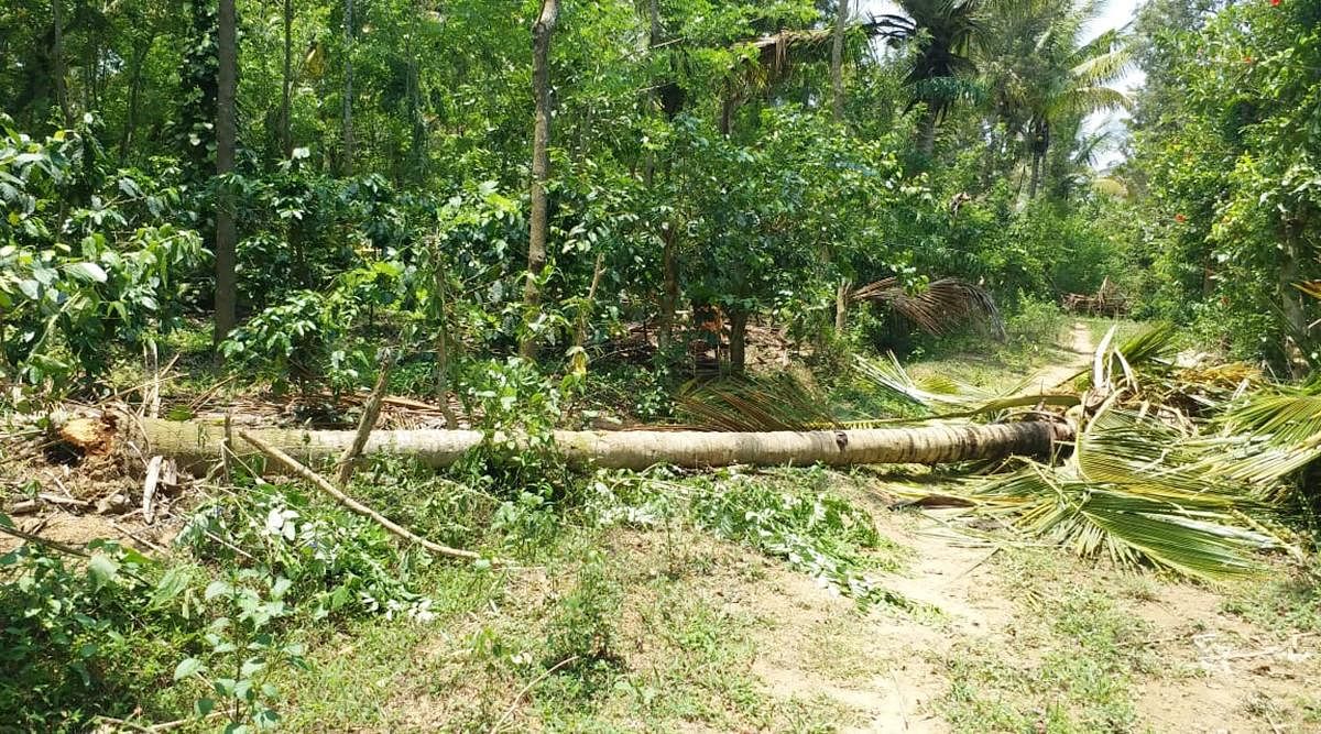 Elephants uprooted a coconut tree at a coffee plantation in Bidarahalli.