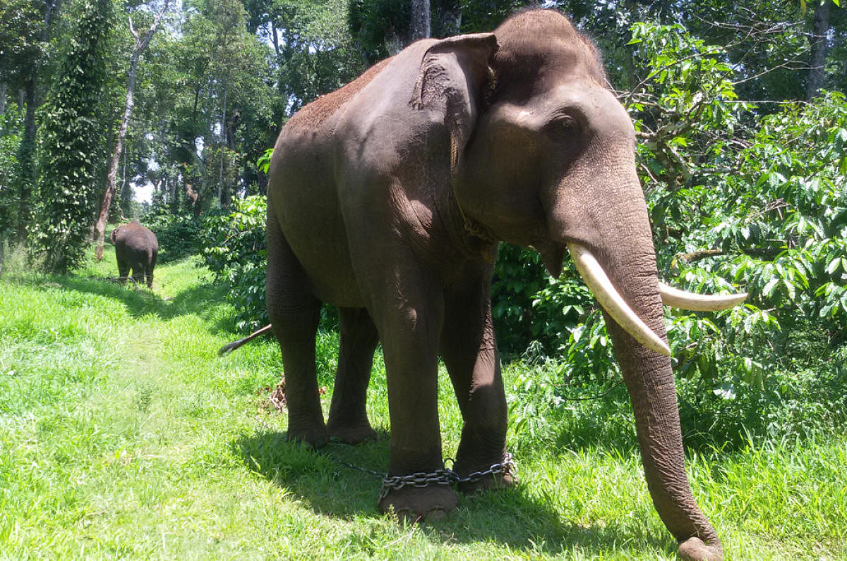 The tamed elephants to be used for capturing the wild elephants.