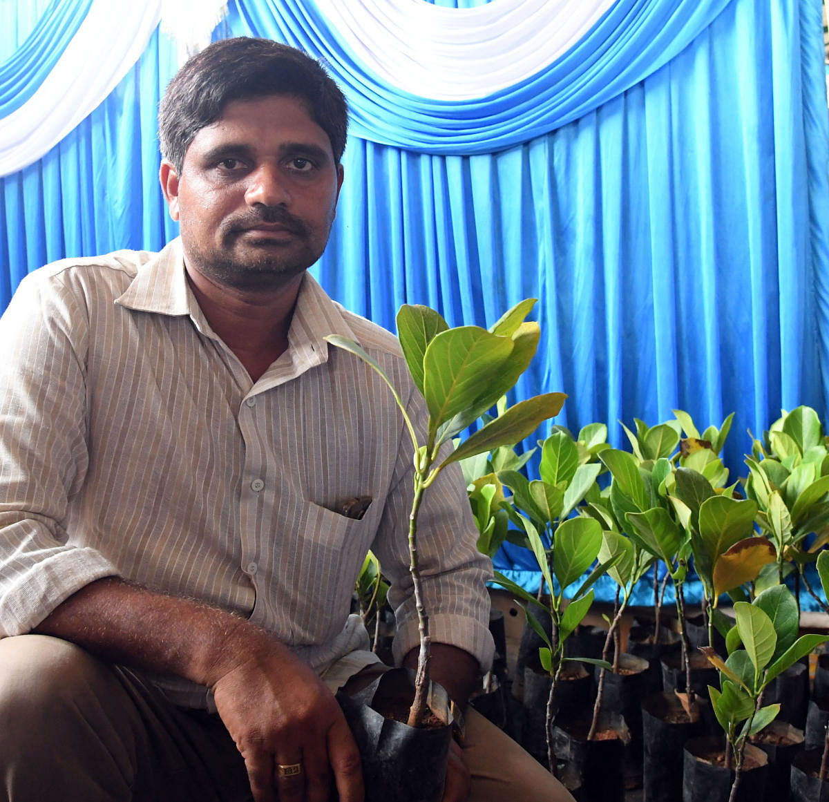 S S Paramesh, proprietor of the ‘Siddu Nursery’ that sells seedlings of the original variety