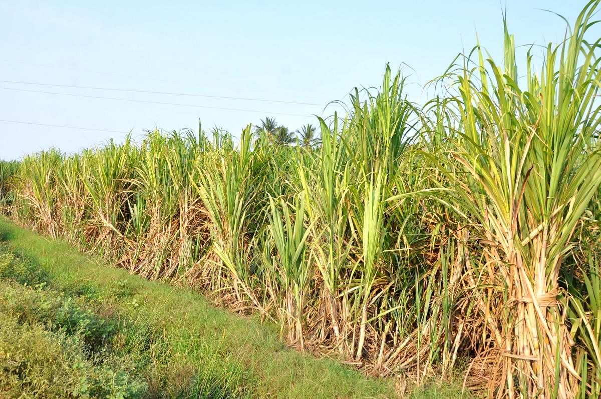 A sugarcane farm.