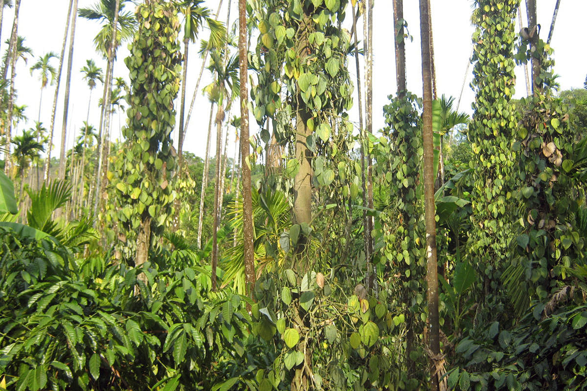 The pepper vines have turned yellow due to rise in temperature in Sringeri taluk.
