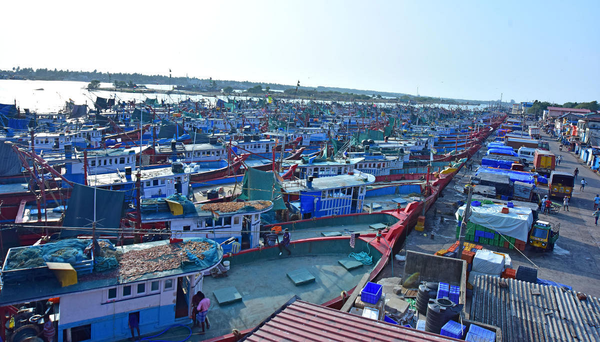 Fishing boats anchored at Mangaluru fisheries harbour. DH Photo/Govindraj Javali