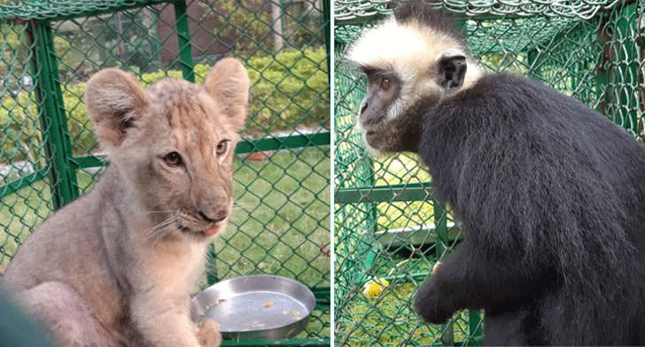 The seized lion cub and langur (Photo Credit: Special arrangement)