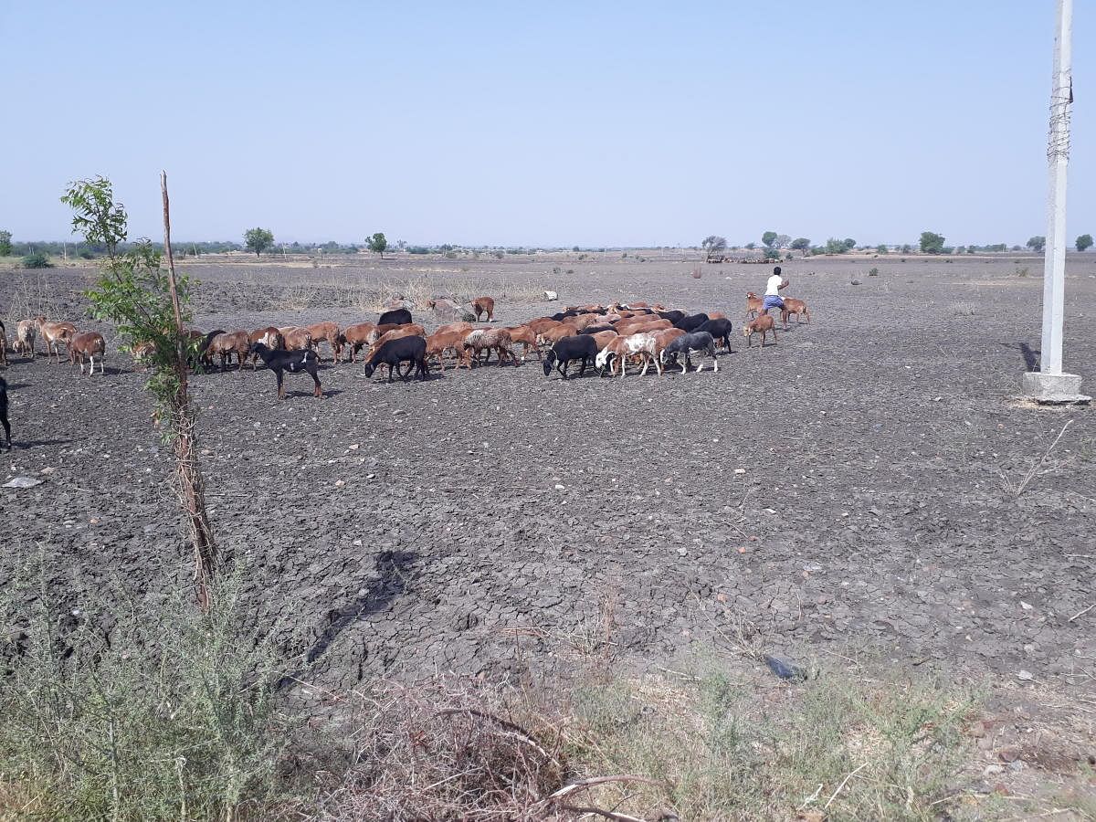 Livestock on a parched land in Raichur district, Karnataka. dh photo/Anitha Pailoor