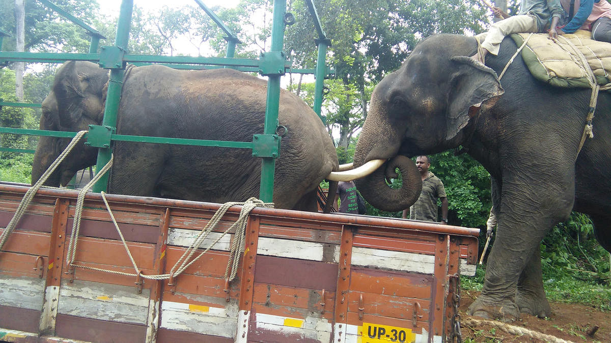 The captured female rogue wild elephant being boarded into a lorry with the help of a tamed elephant.