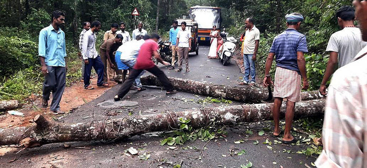 Villagers clear a tree that fell on a road at Mallara near Subrahmanya.