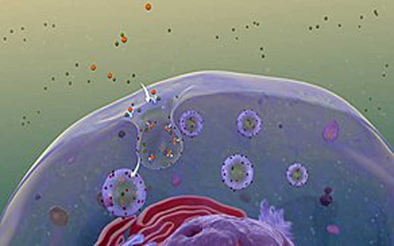 Endocytosis is the process by which a living cell takes up molecules bound to its surface. Image Courtesy: Wikipedia