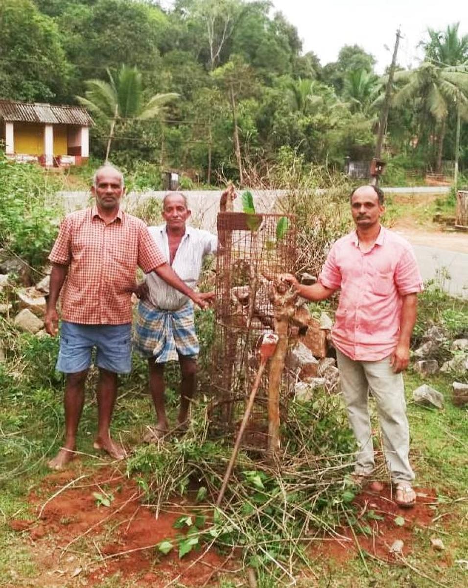 K N Malathesha Karki (first from right) planted a sapling with the help of locals at Shanuvalli Kavadi Circle in Koppa taluk.